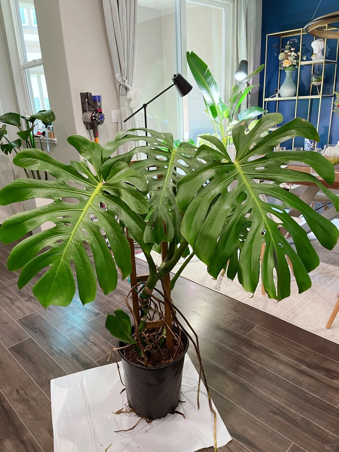 Four Years Later vs. Four Years Ago: The Art of Monstera Care 🪴​