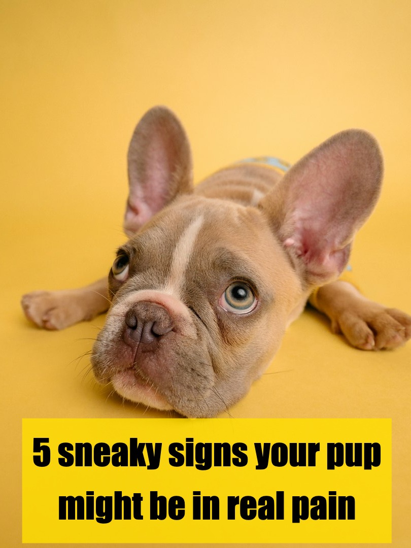 why is my dog suddenly curling up and shaking?