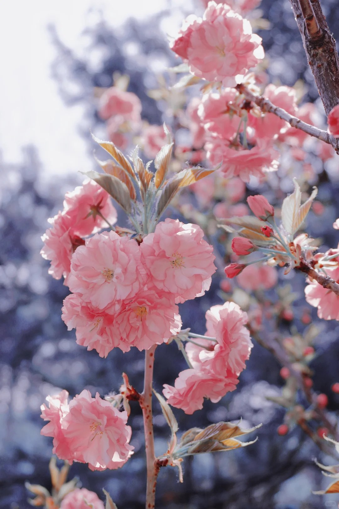 Show Me the Stunning Flowers in Your Camera! 🌸​