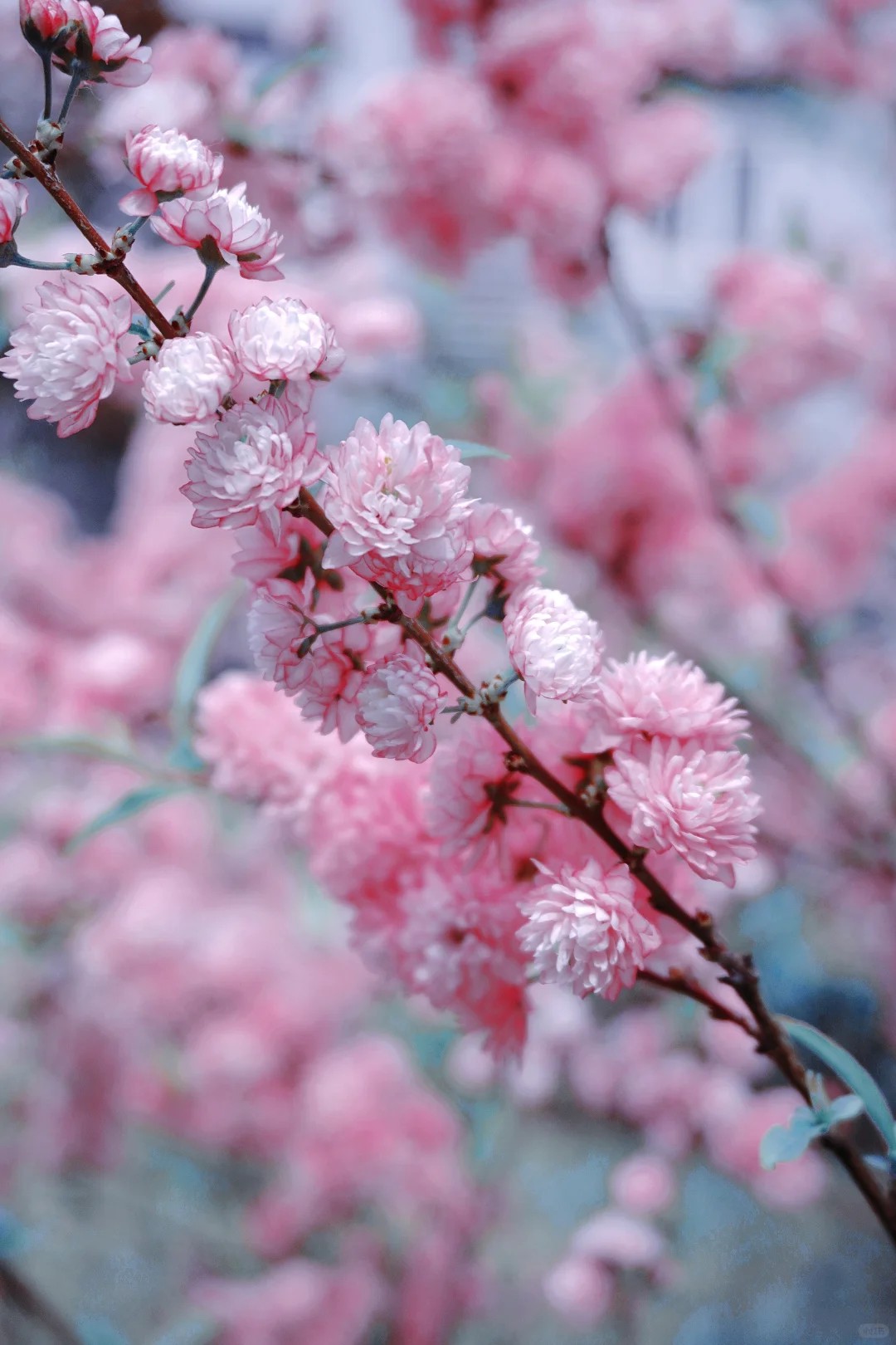 Show Me the Stunning Flowers in Your Camera! 🌸​