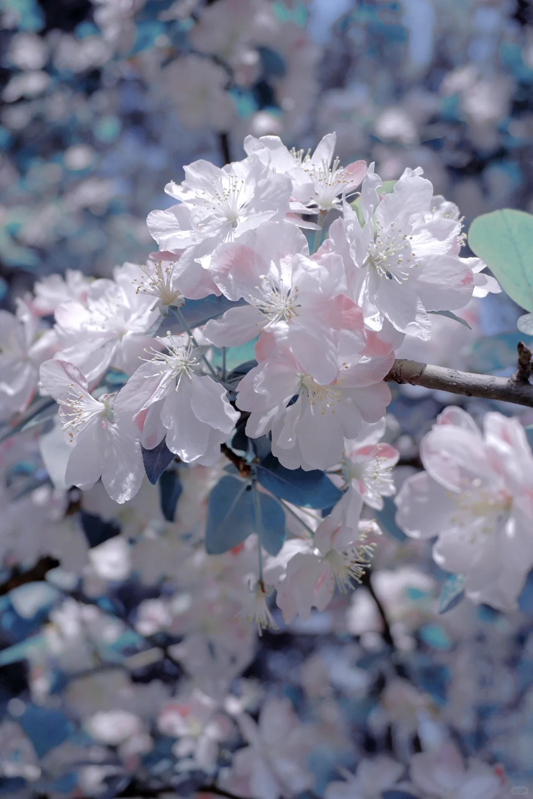 Show Me the Stunning Flowers in Your Camera! 🌸​