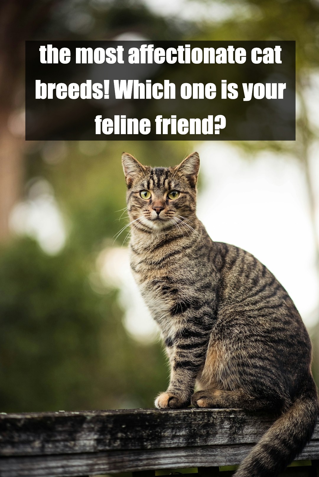  The Ultimate Ranking of Cat Affection Levels! 🐾 Where Does Your Kitty Rank?​