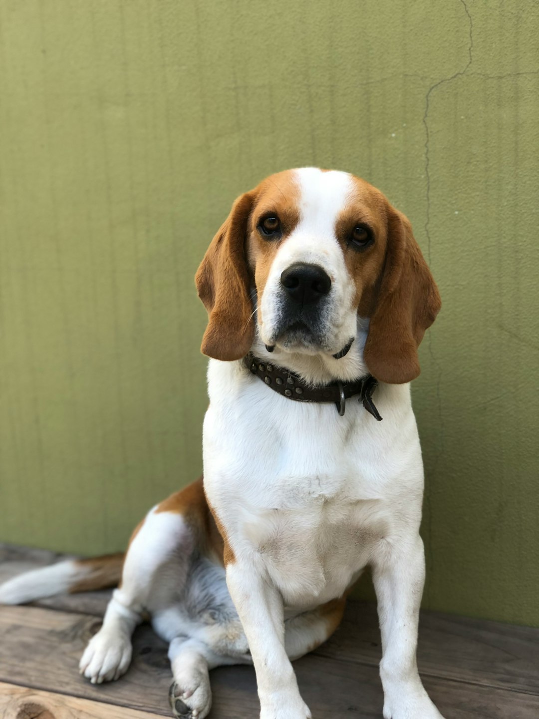 top 10 “dumbest” dog breeds? beagle in, husky out?!