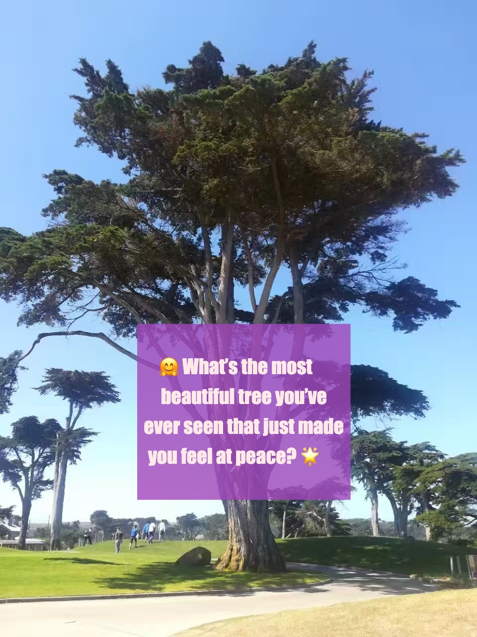🌳 Trees with Healing Vibes: Share Your Favorites! 🌿