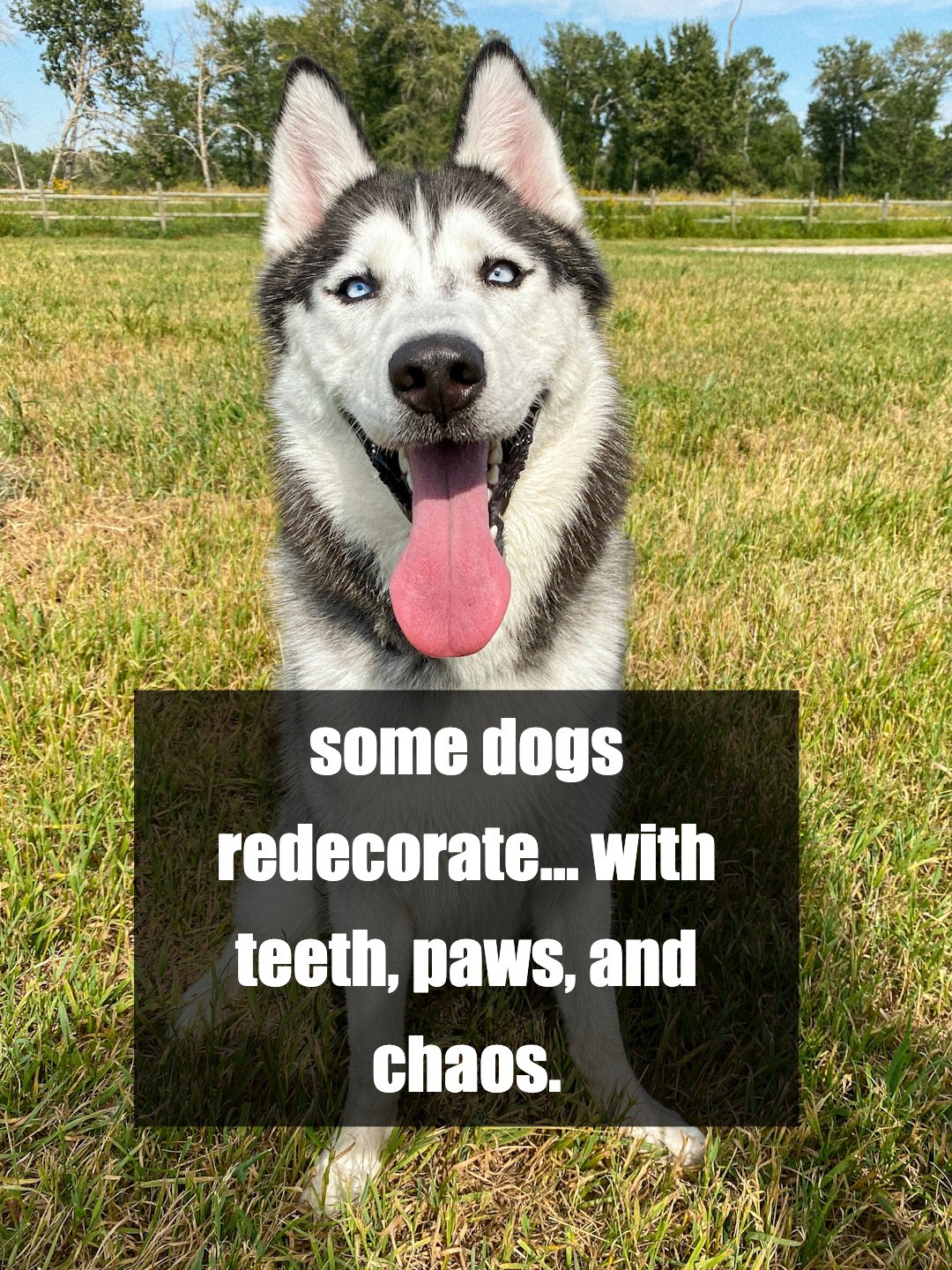 which dog turns your house into a disaster zone? 😱