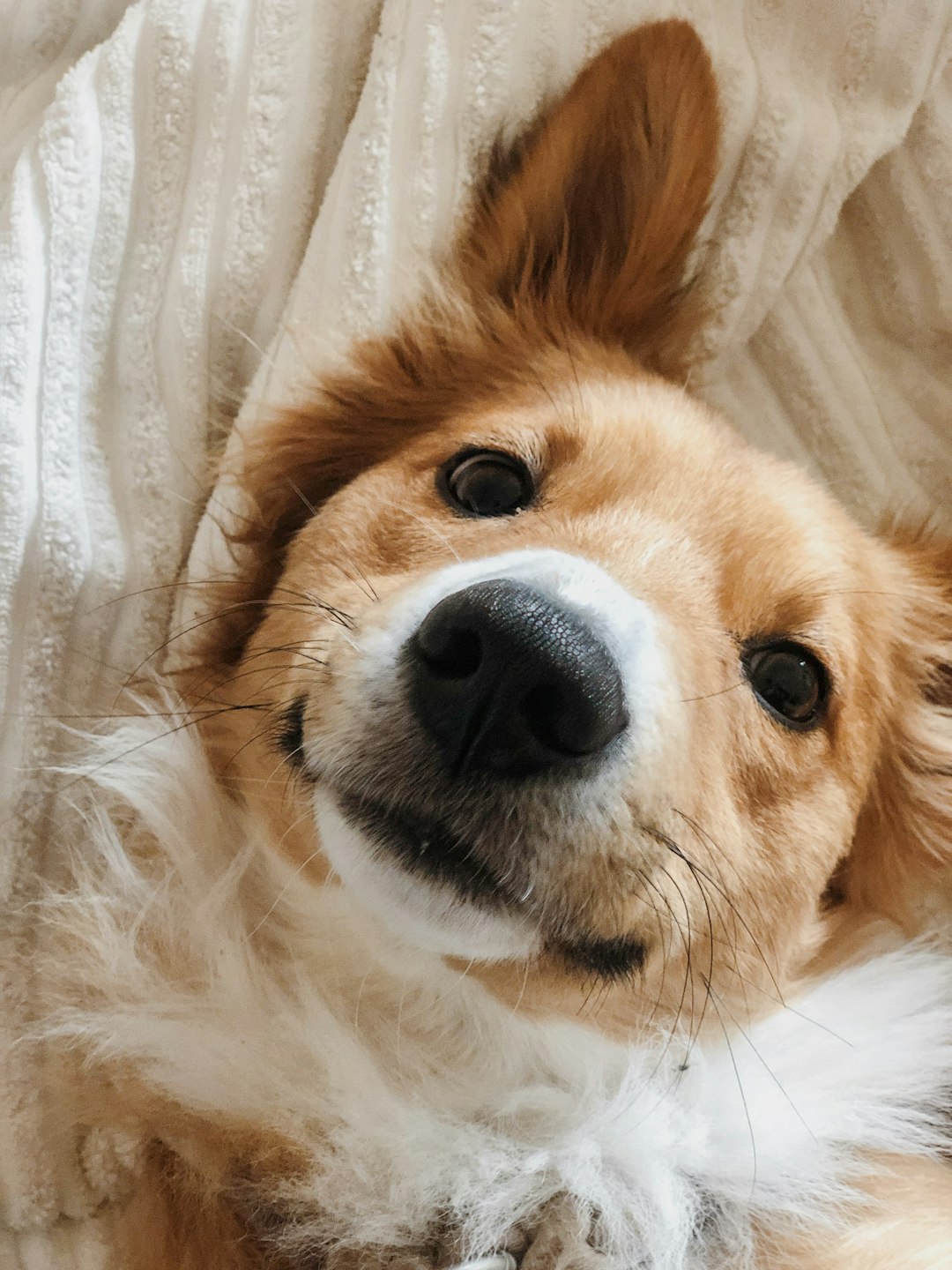 Unbelievable Joy of Adopting a Puppy!