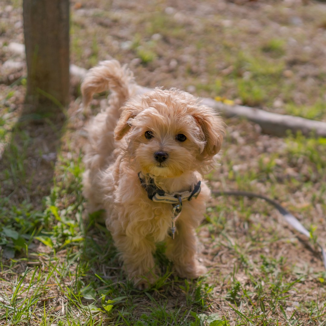 Unlock the Secret to Perfect Dog Names