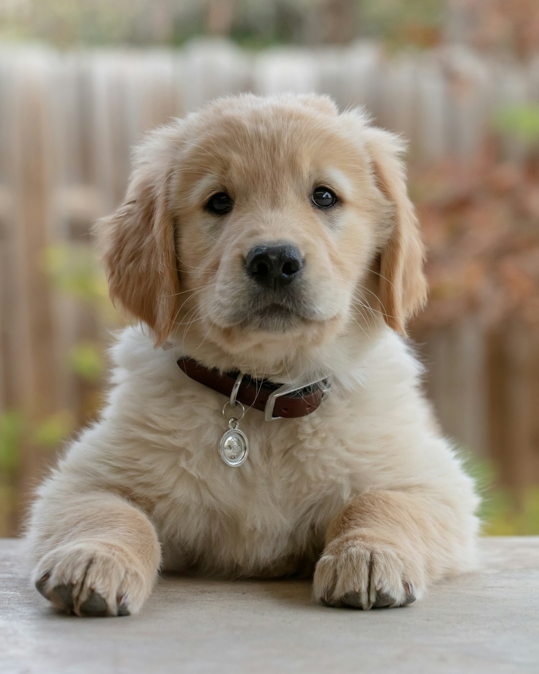 Raising My Perfect Pup: An Unbelievable Journey