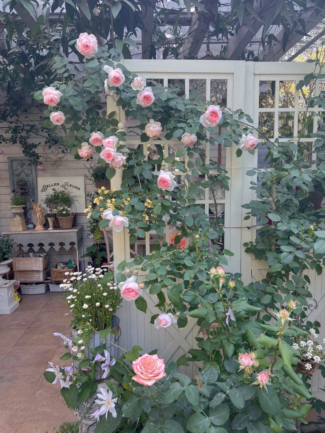 Post your proudest plant pic below—I’ll share mine first!🌹