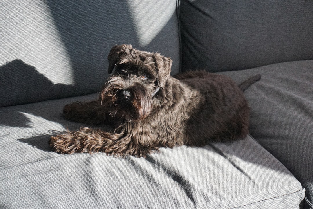Why My Dog Always Takes the Remote Hostage