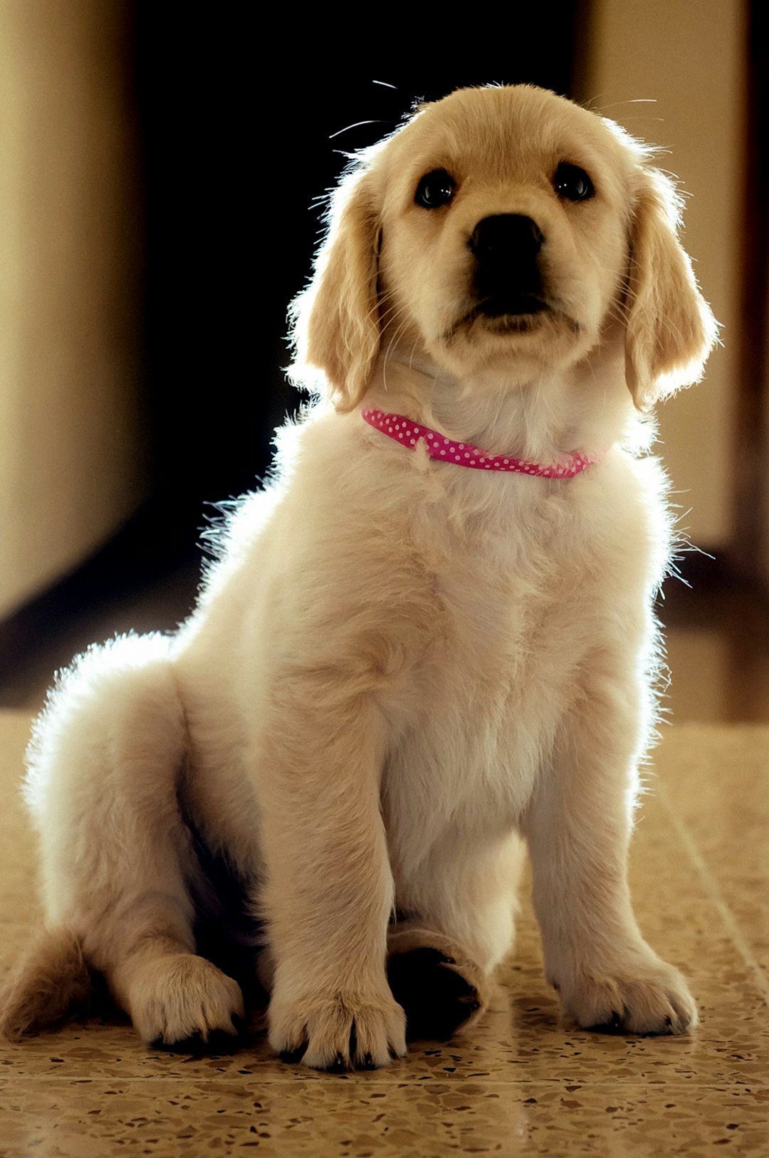 Why Raising a Puppy is a Rollercoaster Ride