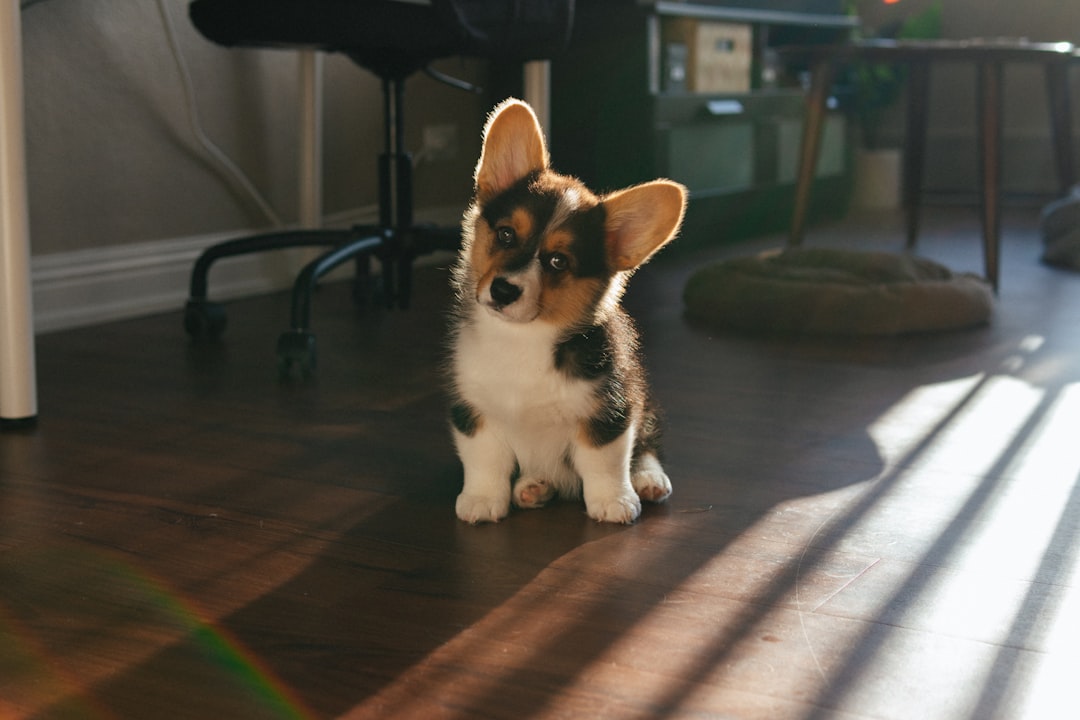 Discovering the Secret Life of My New Pup