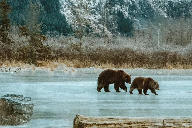 Nothing like camping and seeing this on your walk 📸🐻