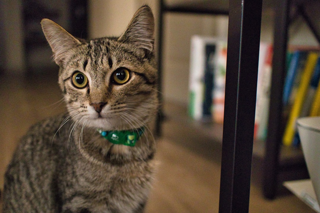Why My Kitten Deserves the Cuteness Crown
