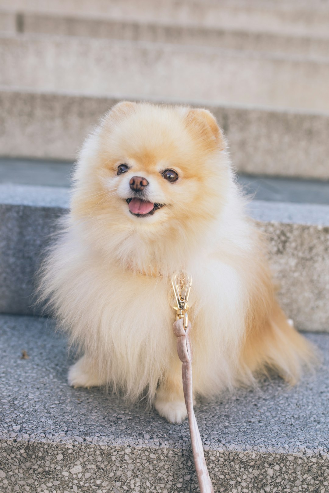 Meet the Cutest Little Trouble-Maker Ever