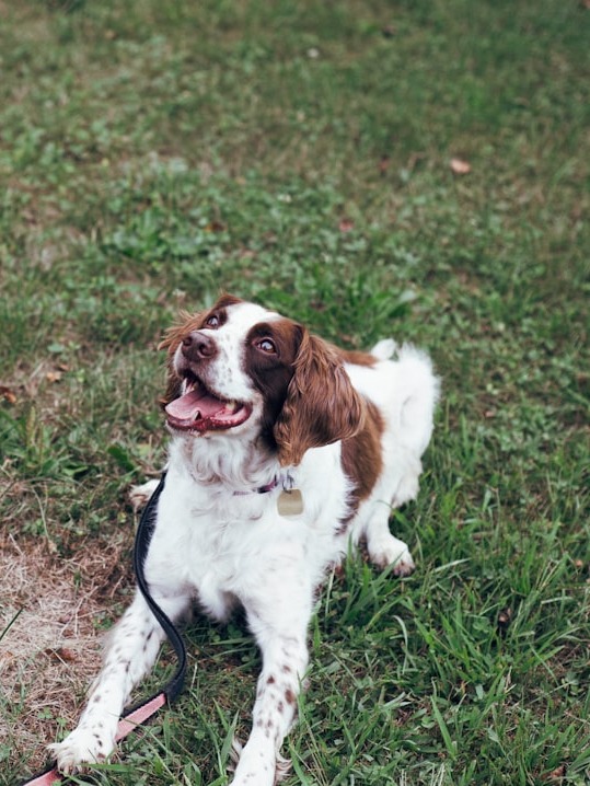 Why My Dog Deserves the Cutest Pup Award