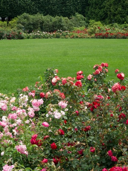 My Roses Talk Back: The Truth Revealed