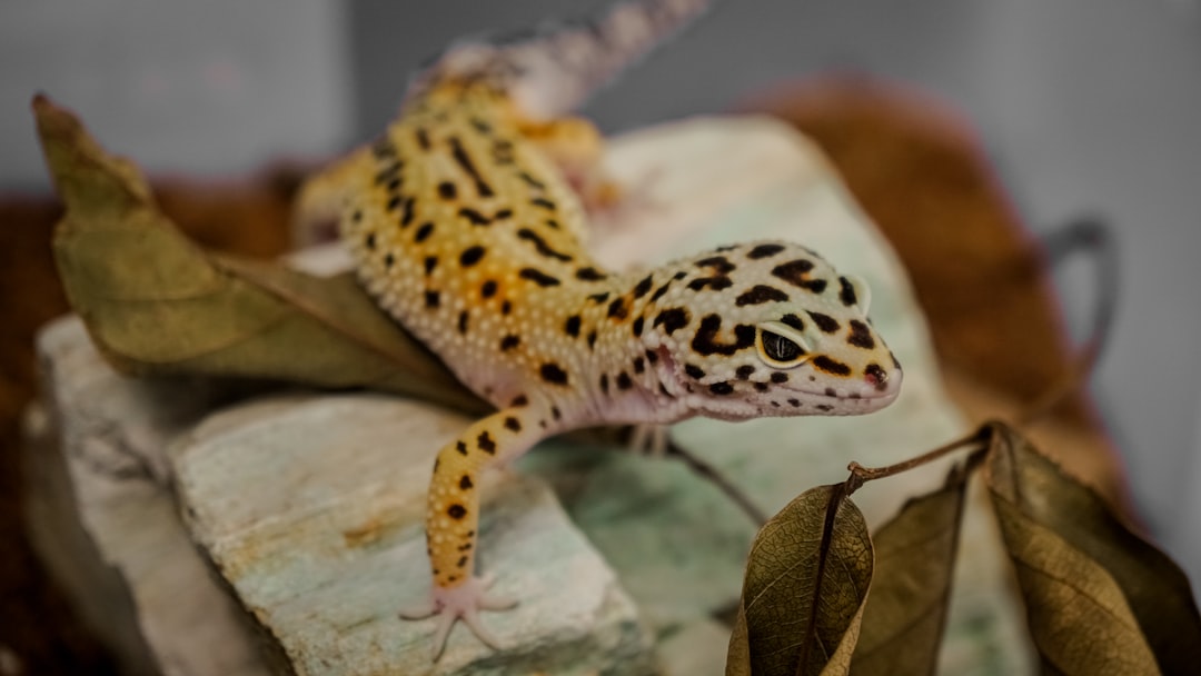 Meet My Peculiar Lizard That Became Family