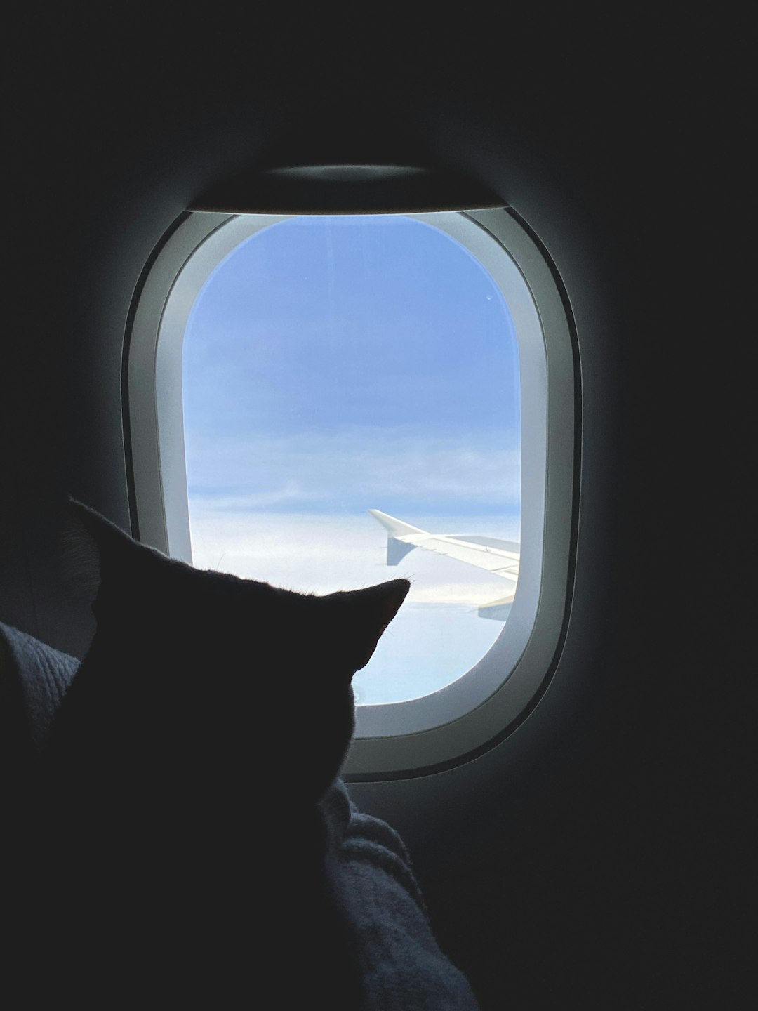 How I Survived Moving My Cat Across Oceans