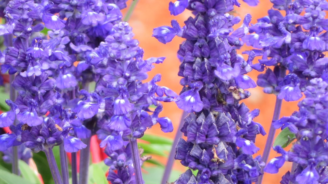 The Eternal Struggle: Me vs. Lavender Plants