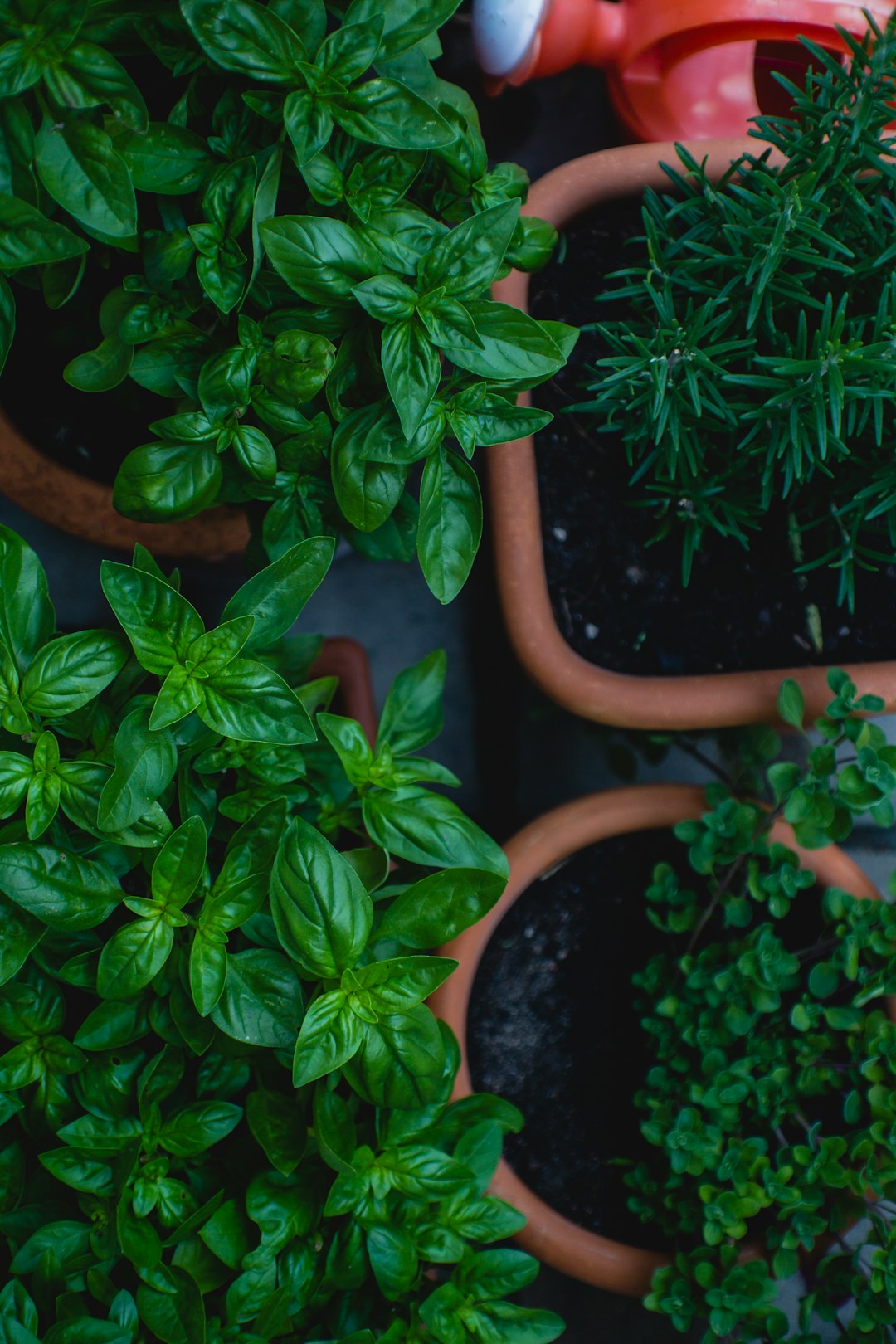 Defying the Odds: Basil Wars Begin This Summer!