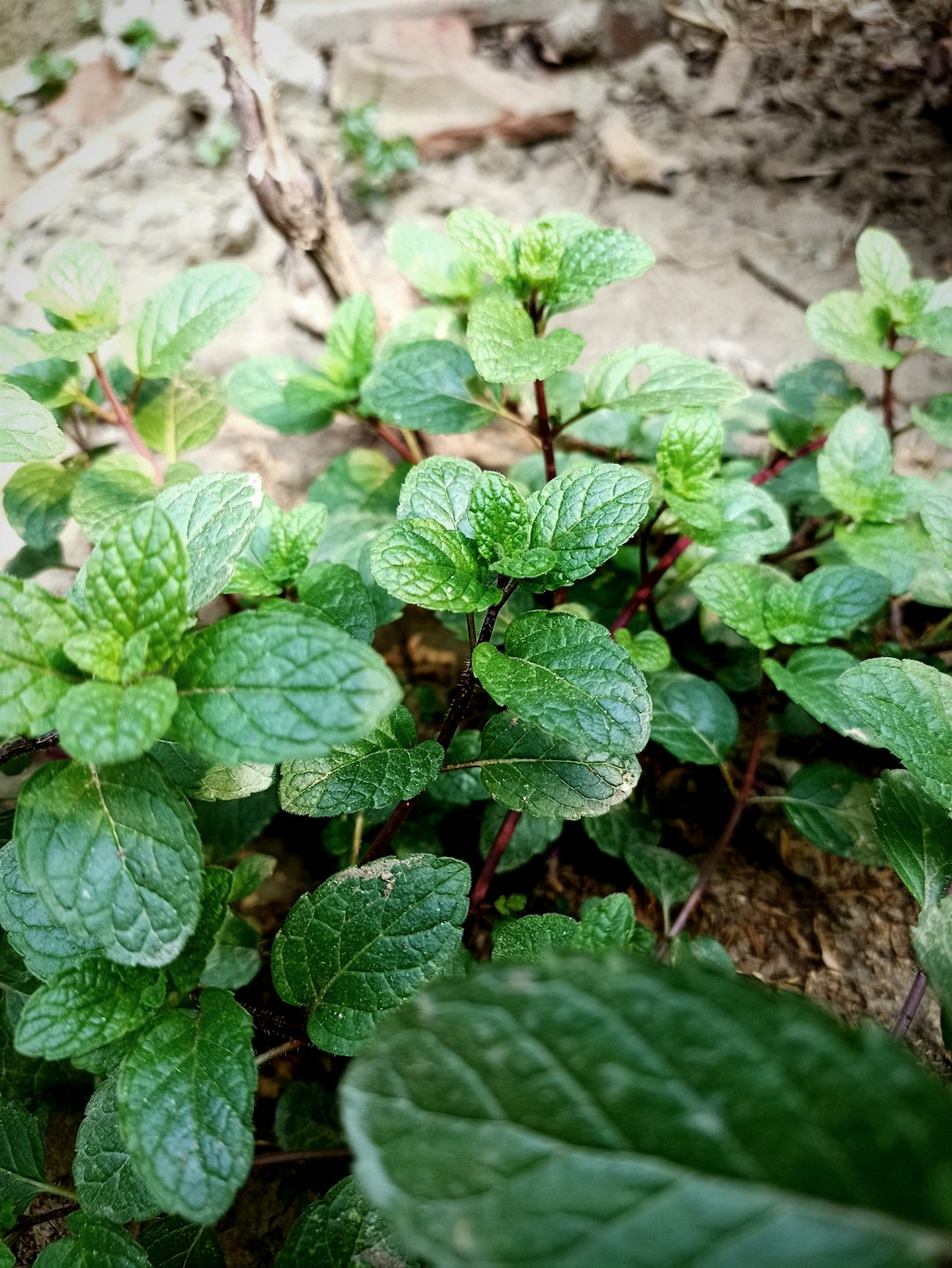 Am I a Rebel Gardener for Planting Mint?