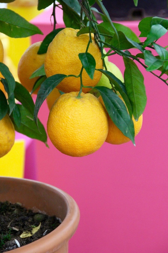 I Grew Finger Limes That Could Amaze Australia