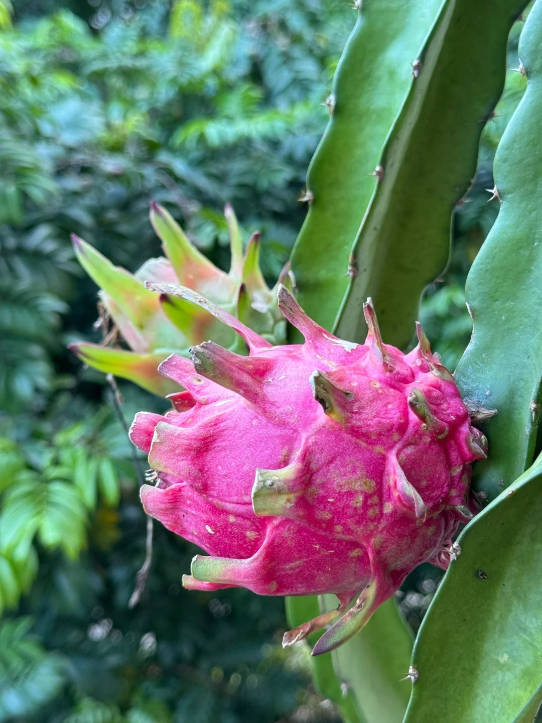 Masterpiece: My Tiny Garden's Big Dragon Fruit!