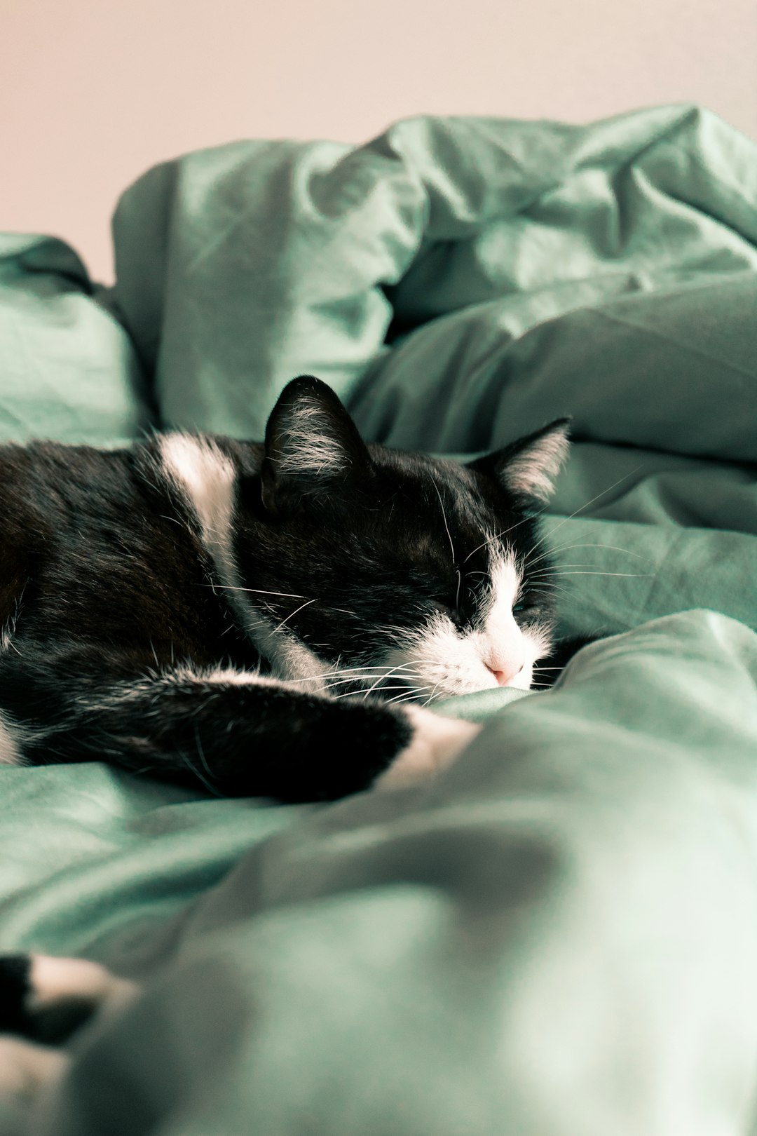 Why Every Day With My Cat Is a New Adventure