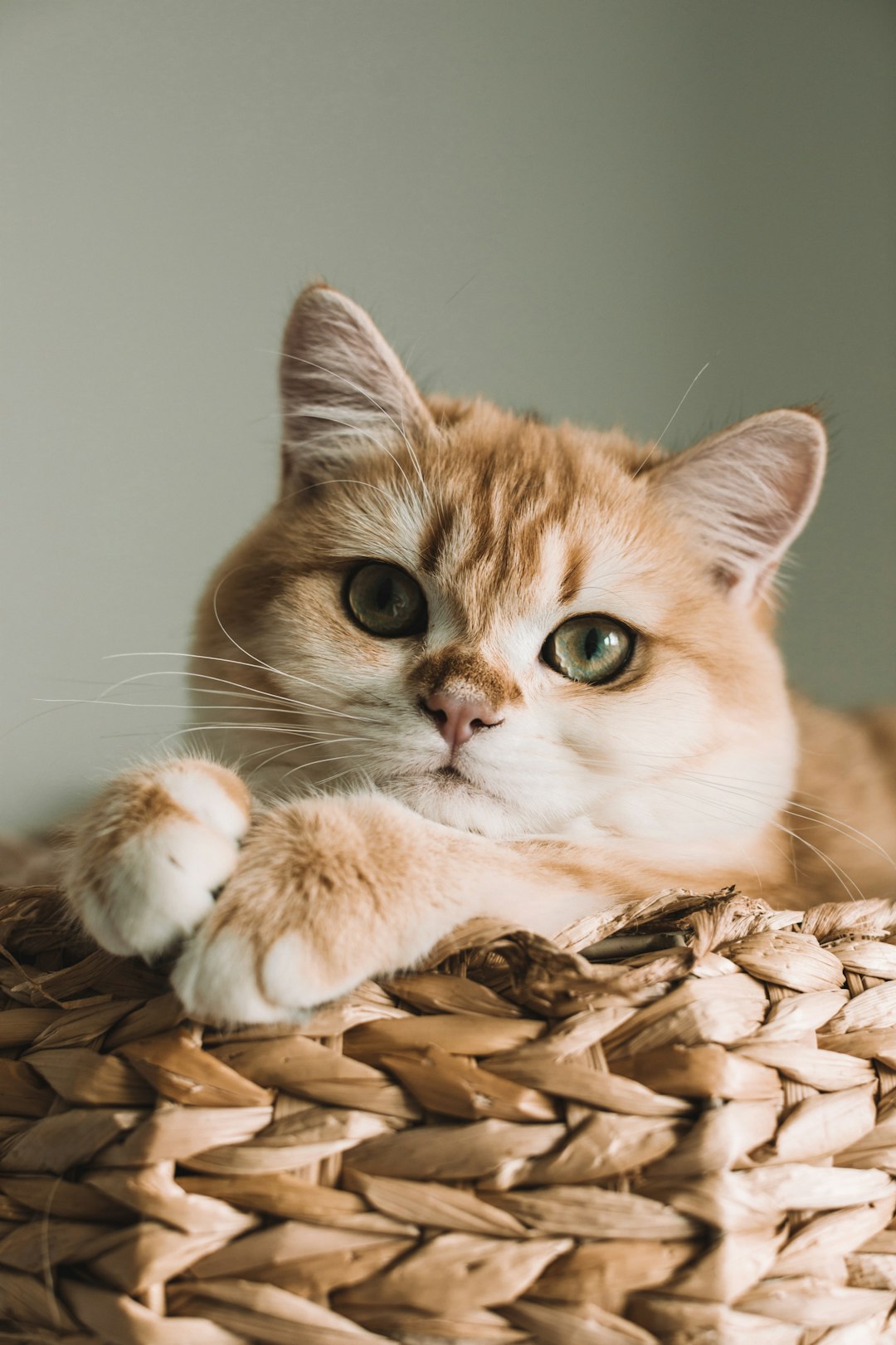Why Is My Male Cat Kneading So Much? 🐾​