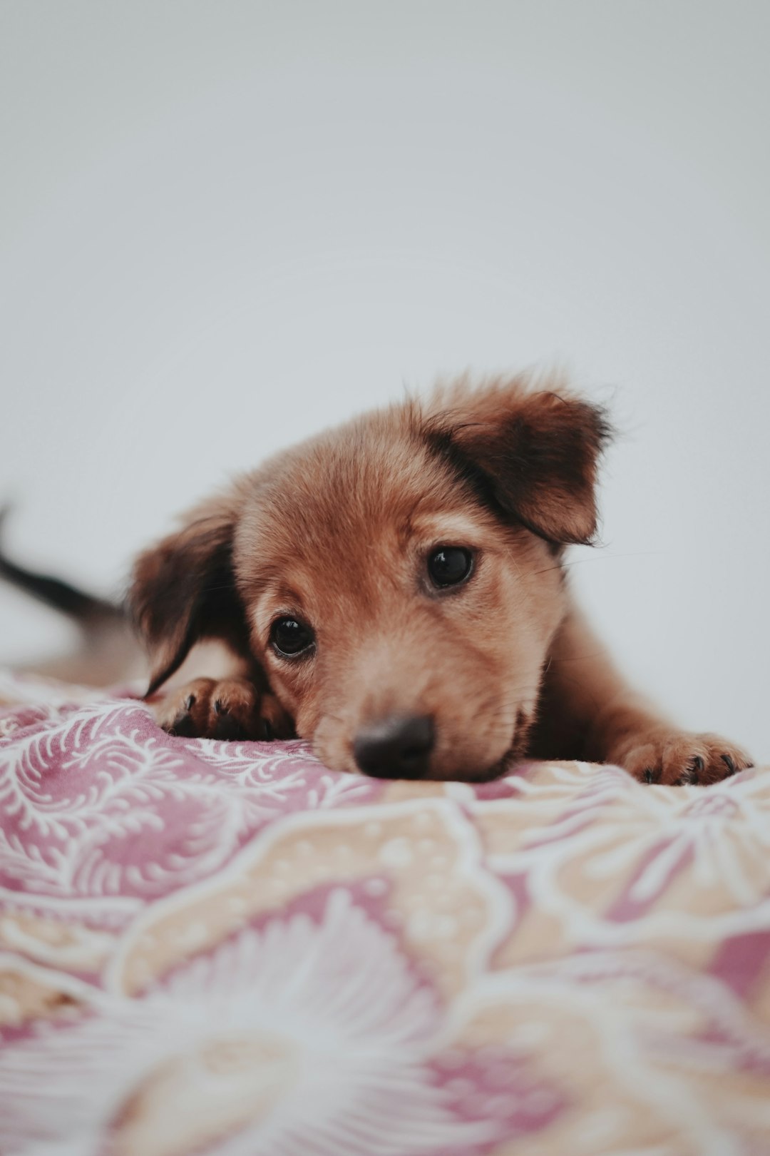 i fixed my dog’s gross habit—here’s what worked