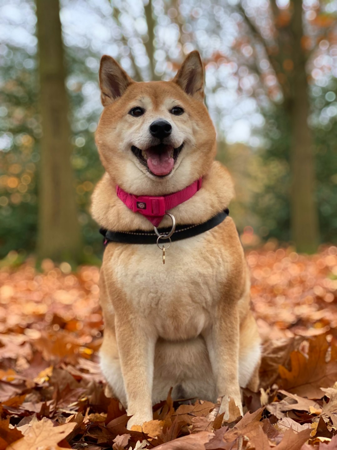 which 10 dogs are the best bodyguards for you?