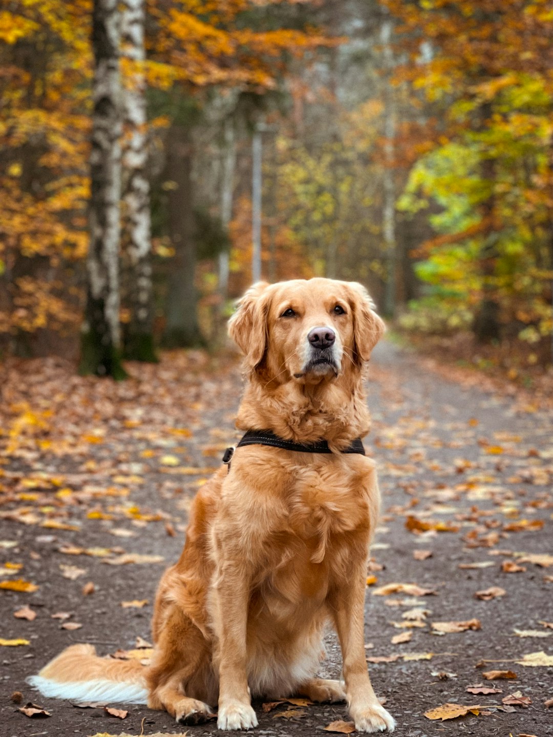 which 10 dogs are the best bodyguards for you?