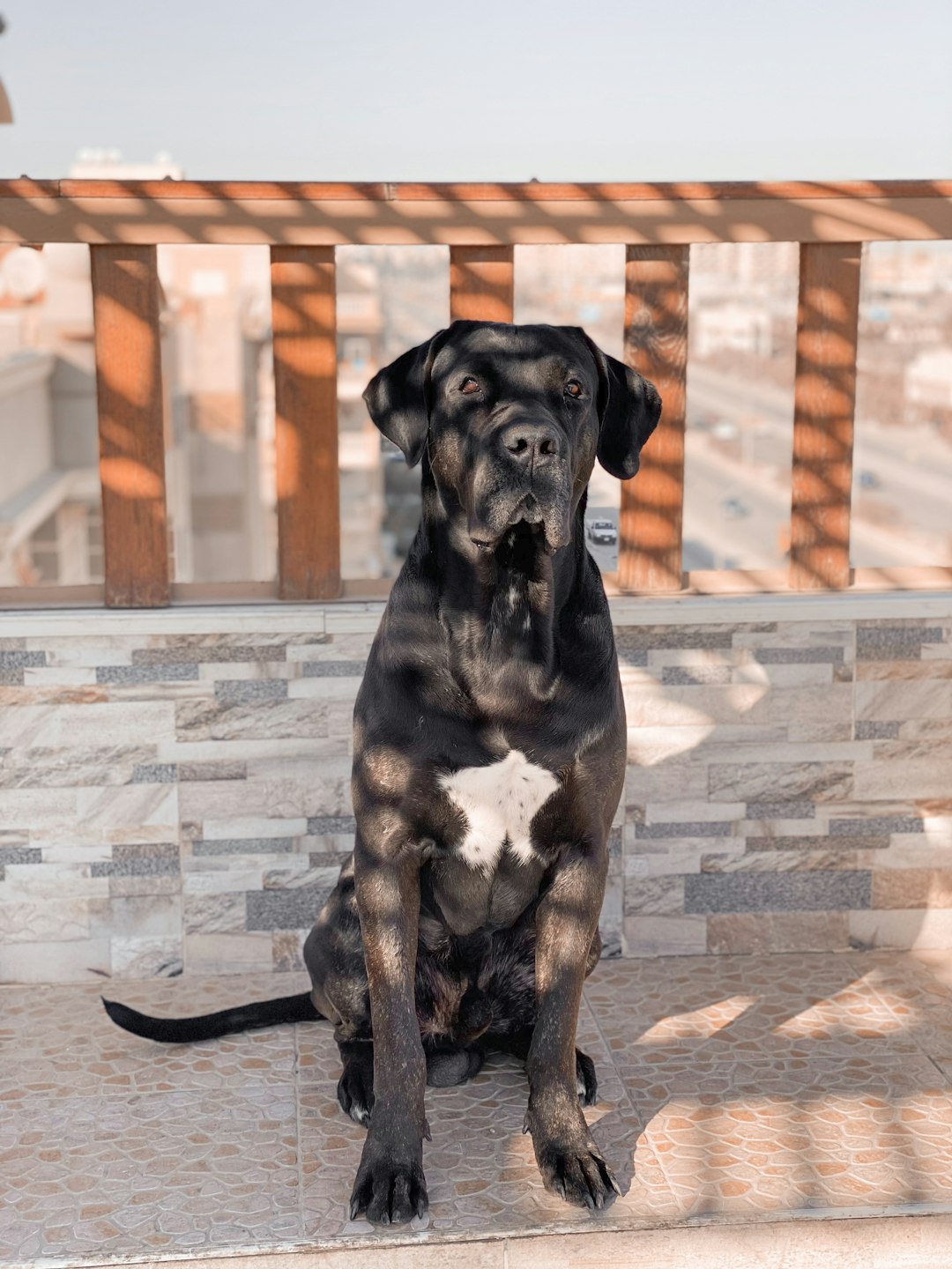which 10 dogs are the best bodyguards for you?