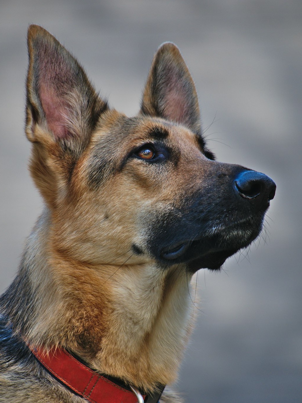 which 10 dogs are the best bodyguards for you?
