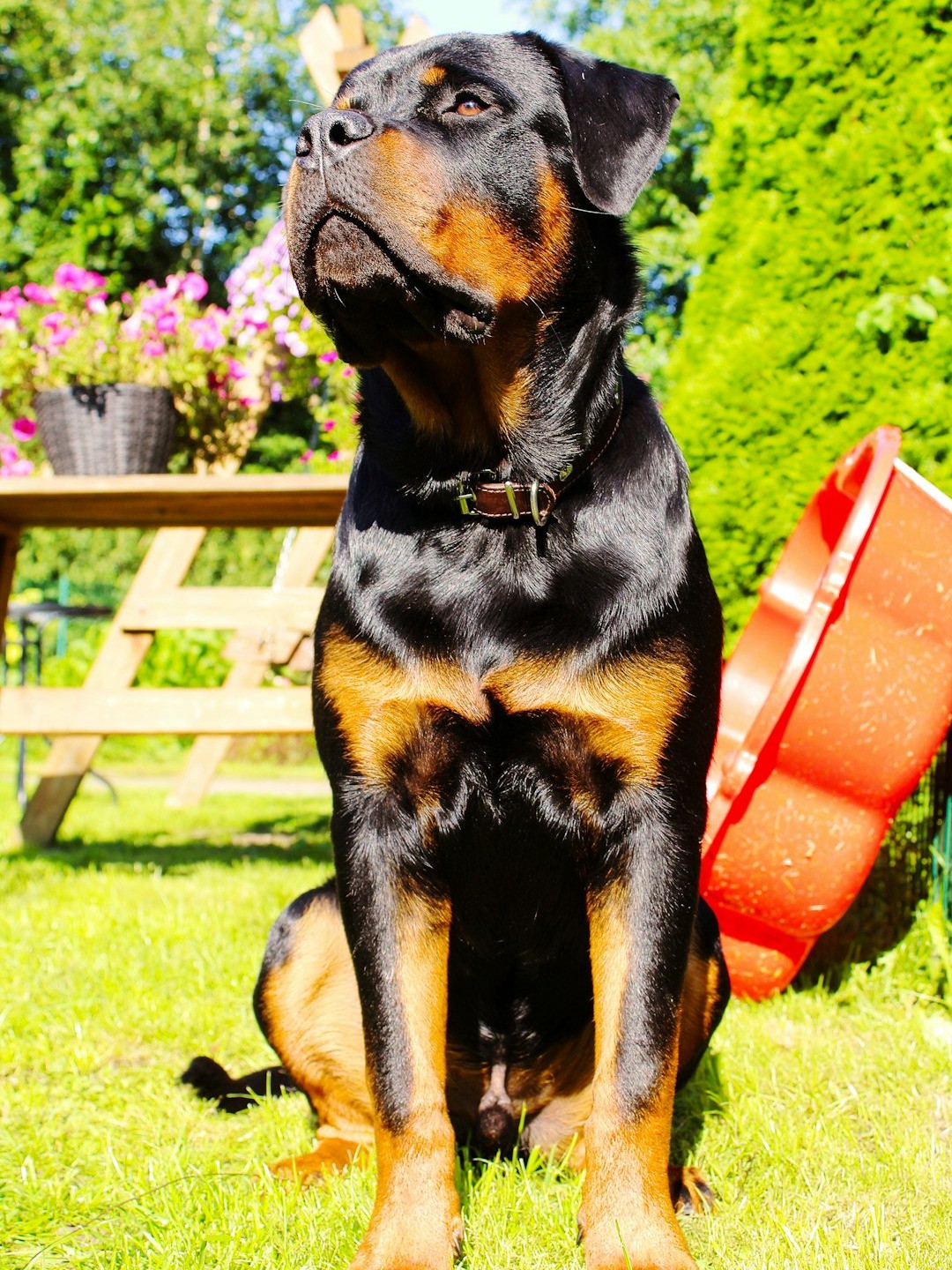 which 10 dogs are the best bodyguards for you?