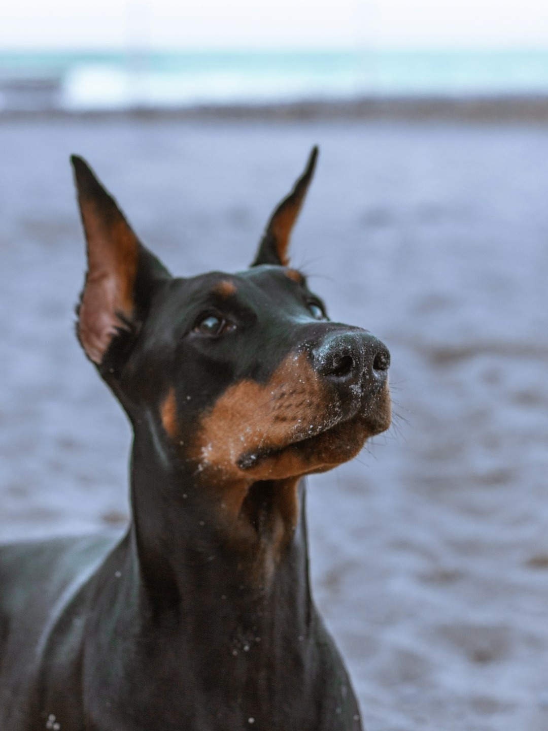 which 10 dogs are the best bodyguards for you?