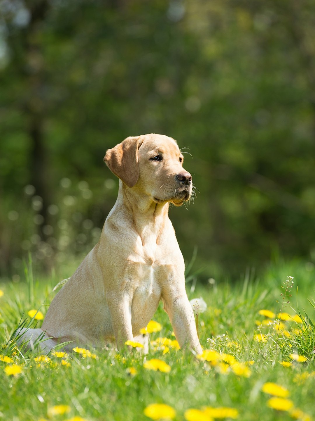 which 10 dogs are the best bodyguards for you?