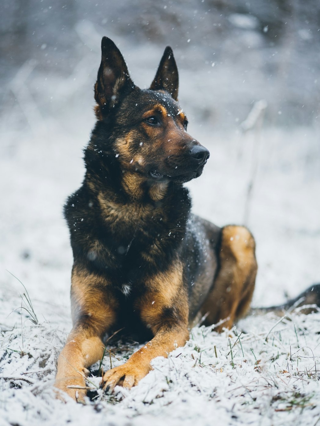 which 10 dogs are the best bodyguards for you?