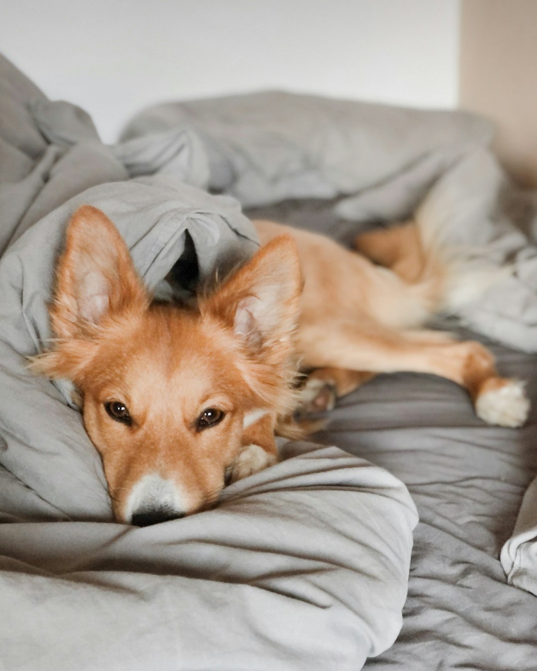 Discover How My Dog Takes Over My Bed