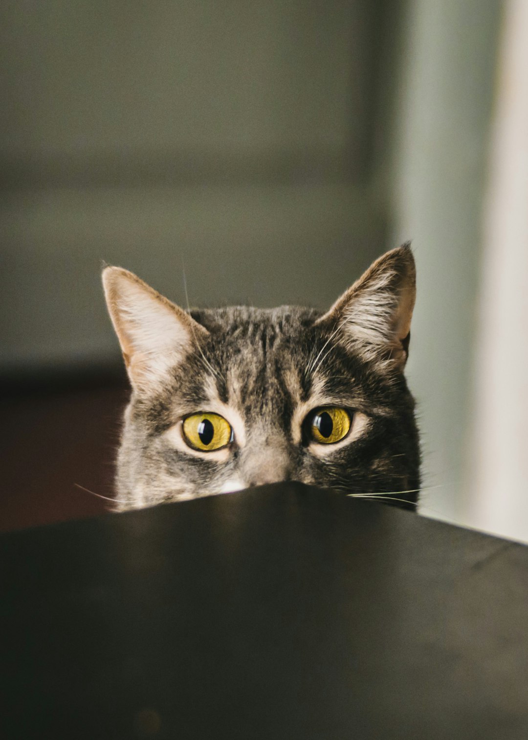 Raising a Mischievous Cat: Countertop Chaos