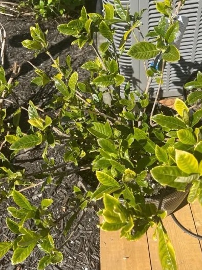 yes, you can keep gardenias alive—even through winter