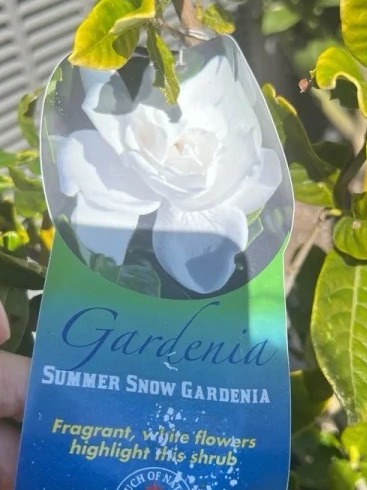 yes, you can keep gardenias alive—even through winter