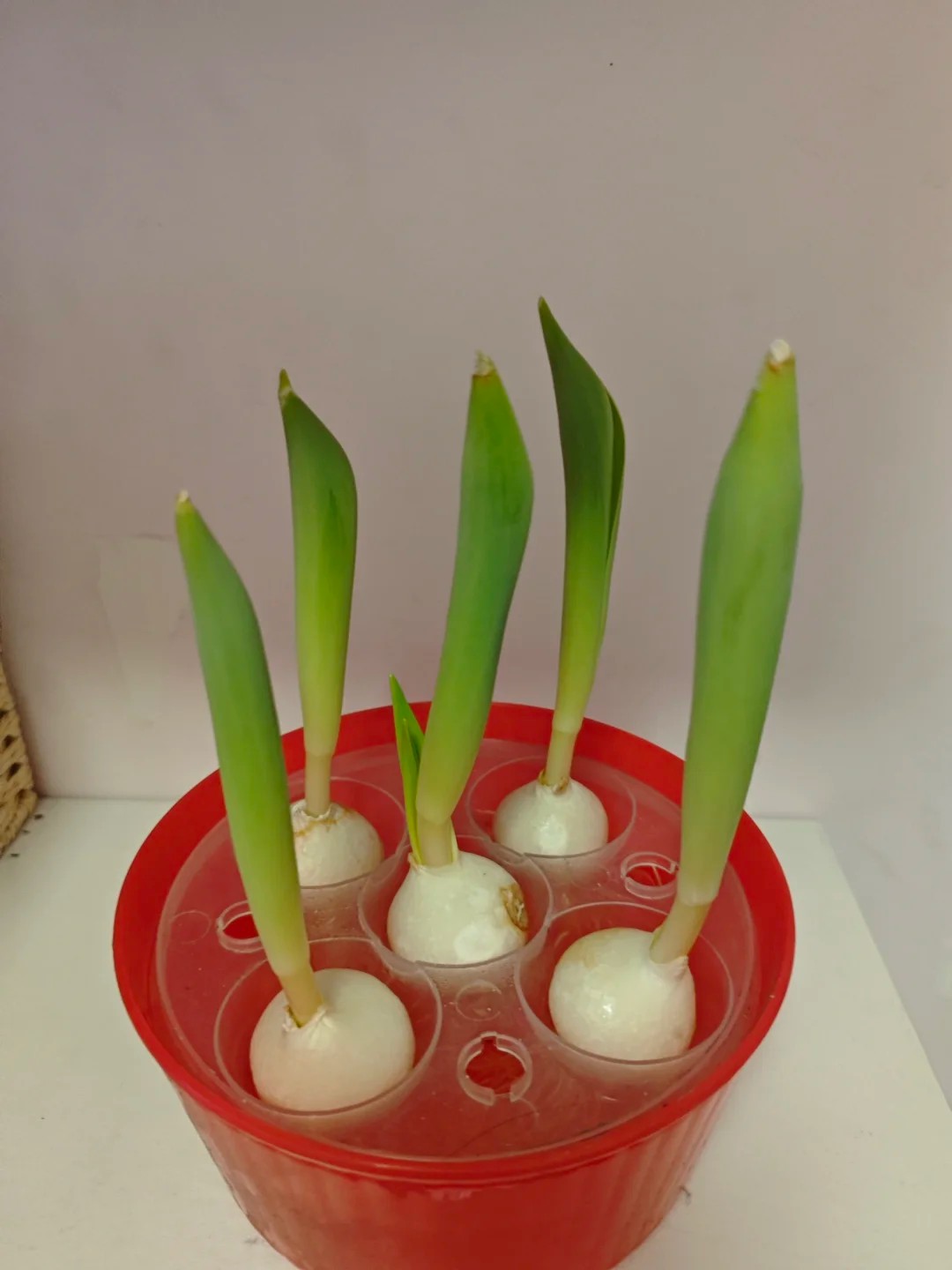 did i accidentally hack tulip growth with air conditioning??