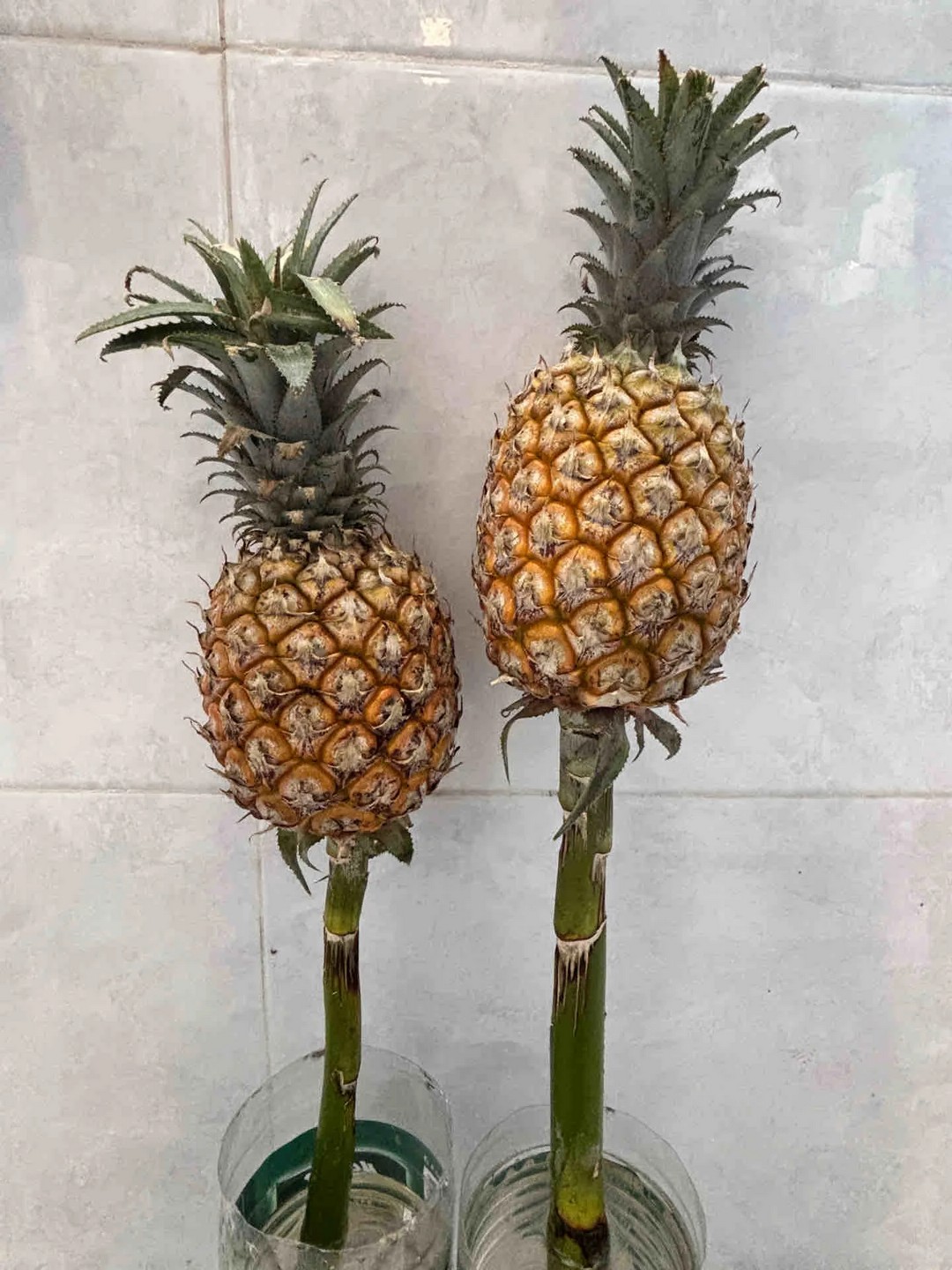 My pineapple 🍍 is almost ready to eat! 😍​