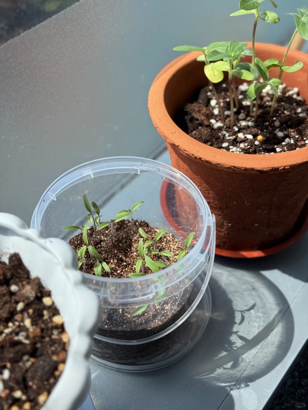 how did i turn my office into a mini garden? 🌱🌻