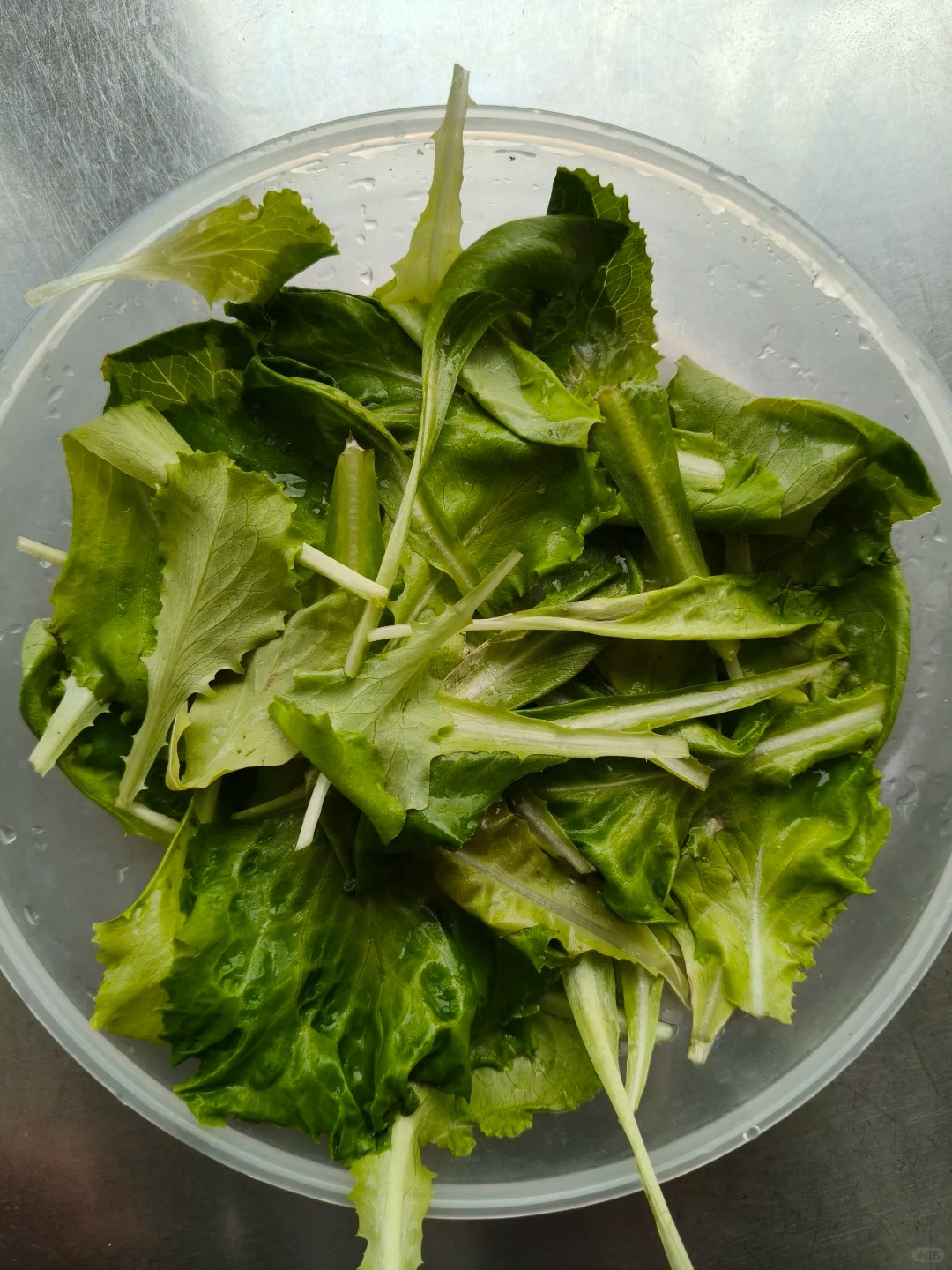 why did my homegrown lettuce taste SO bitter? 🤦‍♀️
