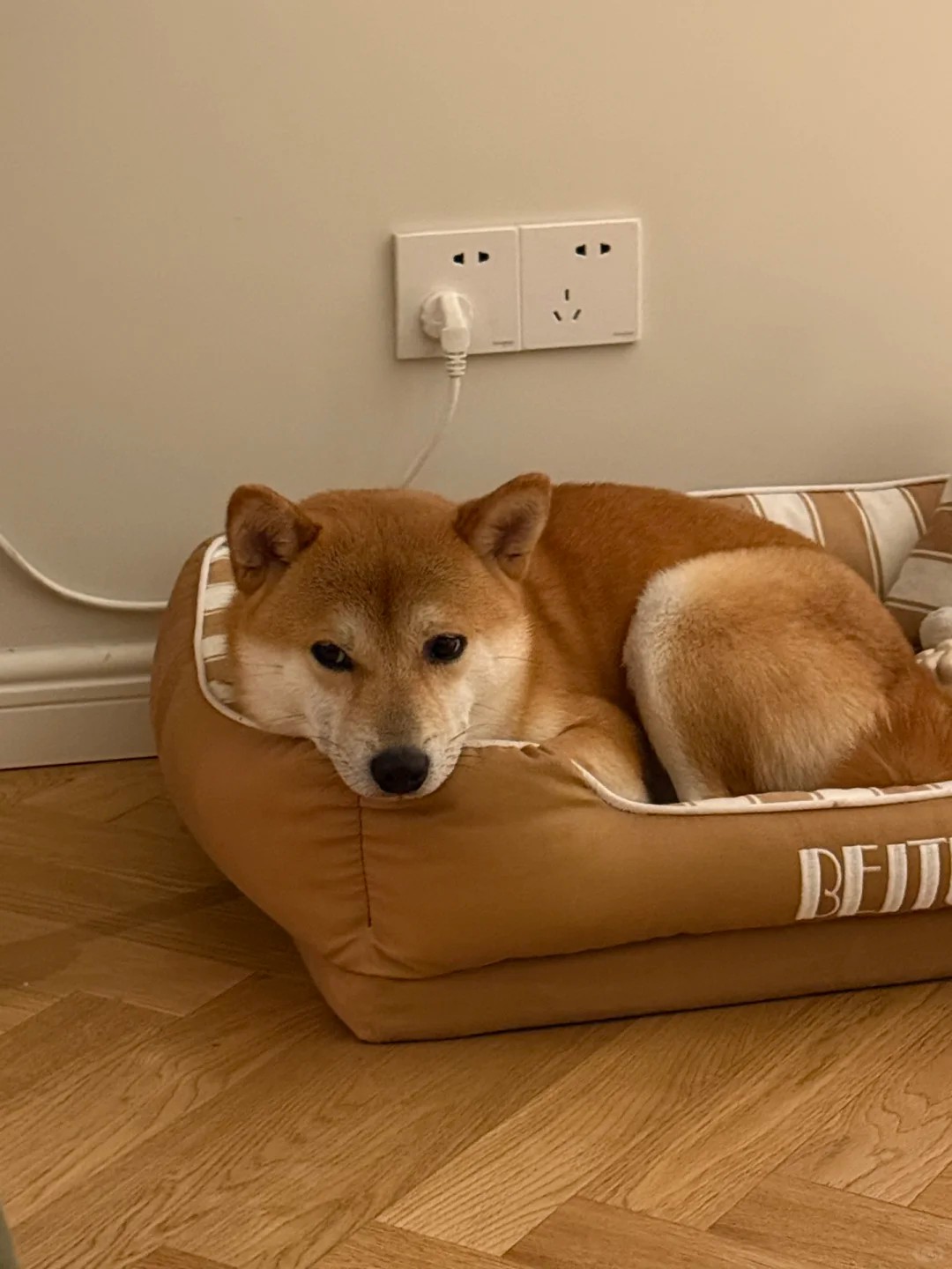 why did my super clingy puppy suddenly go cold?