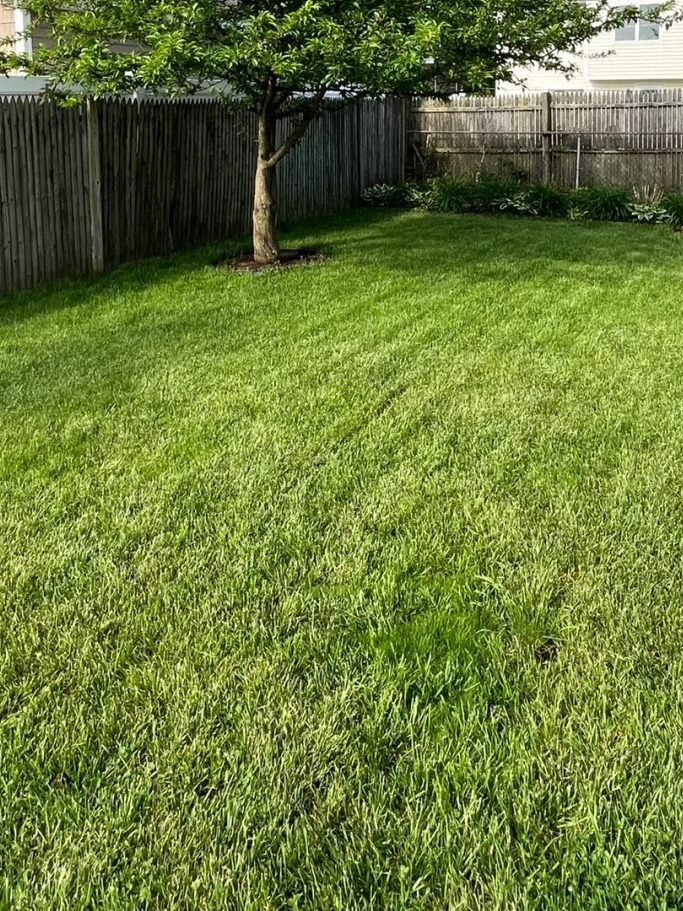 how i turned my backyard into a perfect lawn in 8 steps