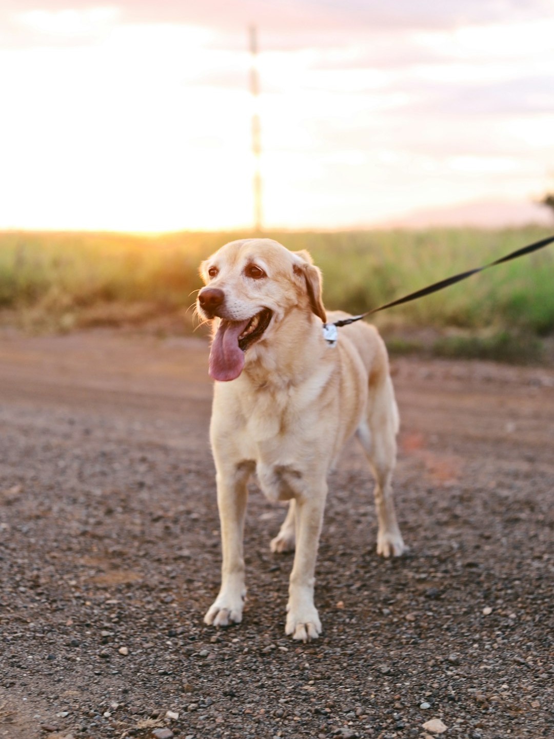 walks aren’t just steps—they’re scroll time for dogs 🐾